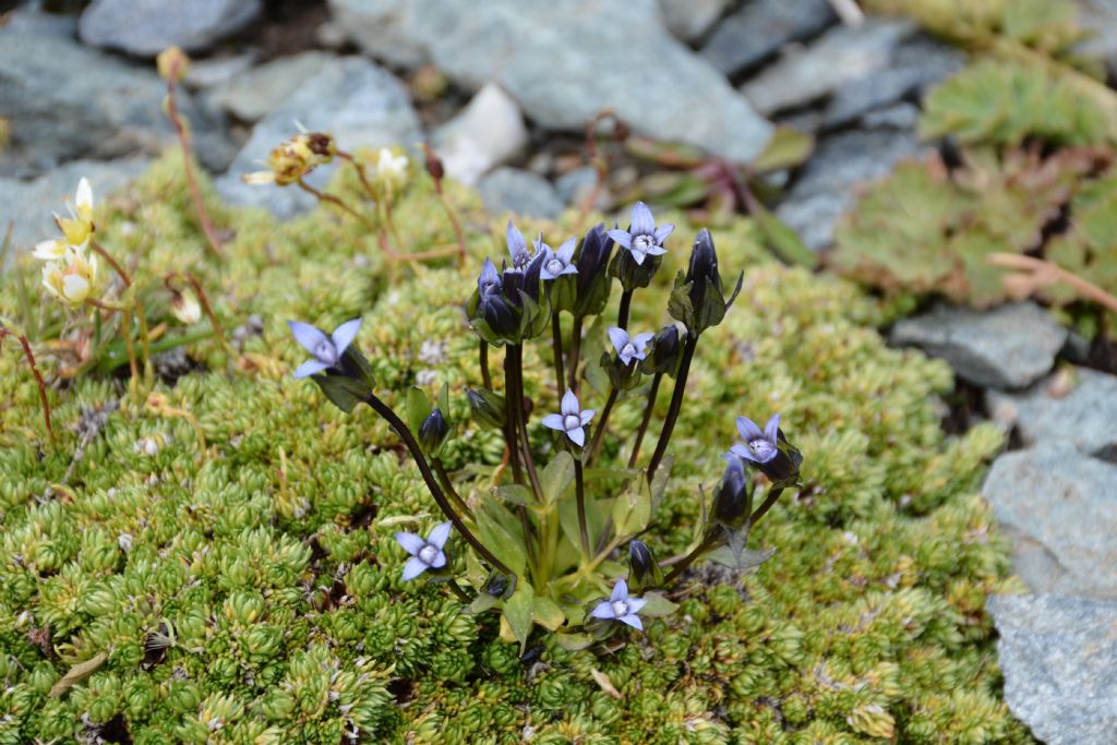 Gentianella tenella / Genzianella peduncolata